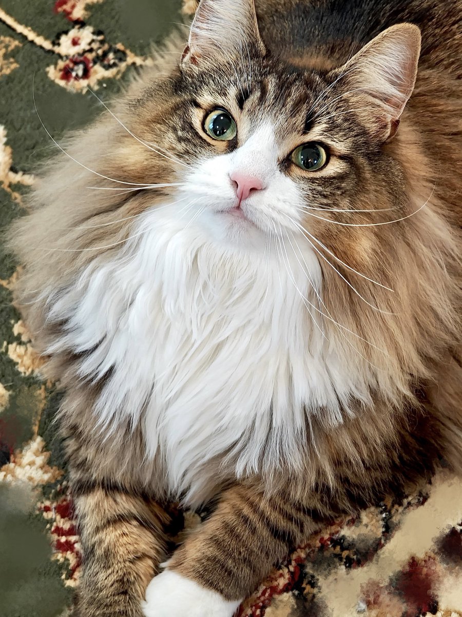 shiroan_chan's tweet image. 「ただいま」って帰ったら猫がキラキラした瞳で「んな〜〜〜！」ってお出迎えしてくれる生活、良すぎる