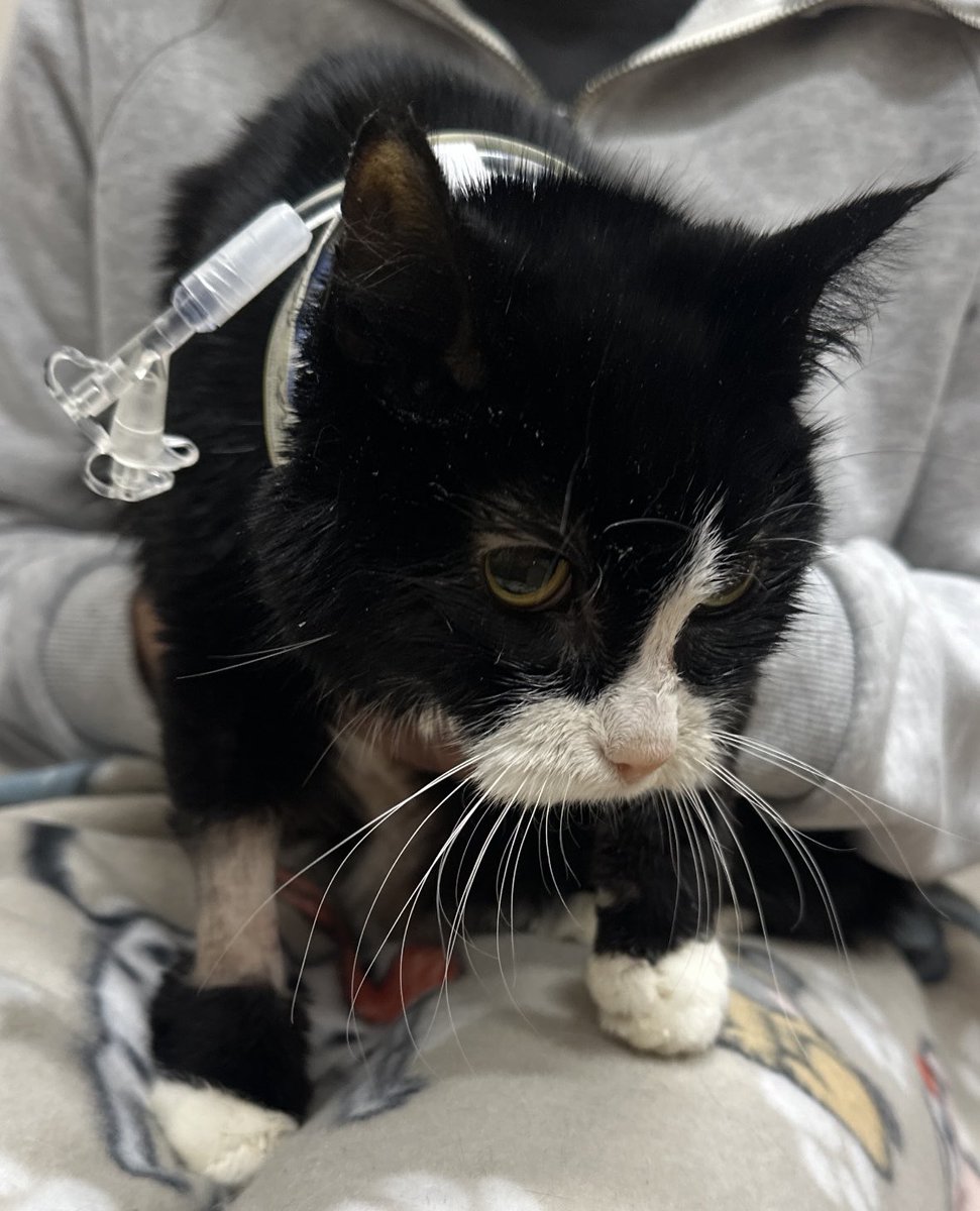 Riverdale_Cats1's tweet image. Annie Marie out of her E-tube procedure!A little loopy &amp;amp; wobbly. Please continue to share her GoFundMe! We need to raise $ to continue her treatment. #aviators #superseniorcatclub @StevensonCanyon @AnipalAviators @MargoAnnSulliv2