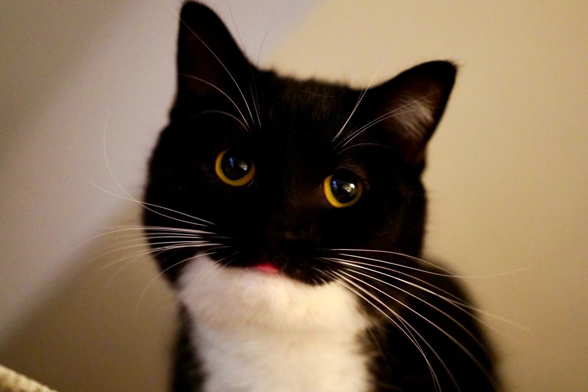 ぺろっ！

Blep! :3