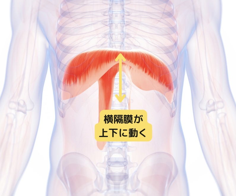 柴 雅仁｜立川 パーソナルトレーナー tweet media