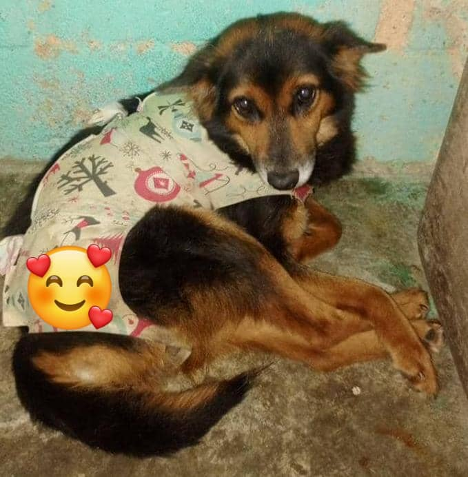 yaracalcagno's tweet photo. Difundo. Adopción Responsable
Ella es la canina comunitaria de Ciudad Tiuna, se estará publicando 1 semana, si en ese lapso no consigue una familia, volverá  a su zona
♦️Edad 4 años aprox
♦️Tamaño mediana. Esterilizada
♦️Se lleva con caninos y felinos.
 04142423646 WhatsApp Ccs https://t.co/NzgBteRWUv