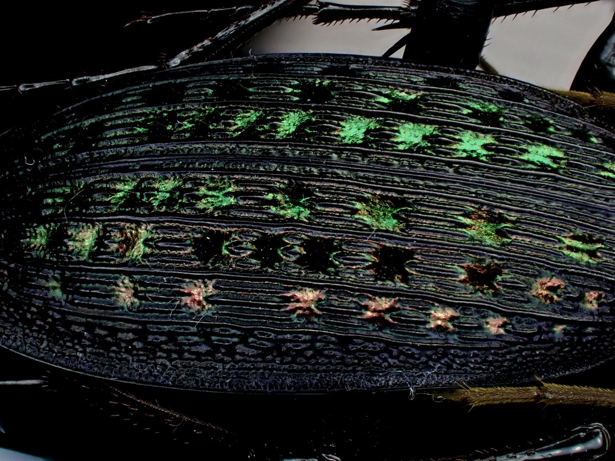 DamasterCarabus's tweet photo. Apotomopterus grossefoveatus

🇨🇳 China

トゲオサムシはいいぞ https://t.co/39hHSmsxuy