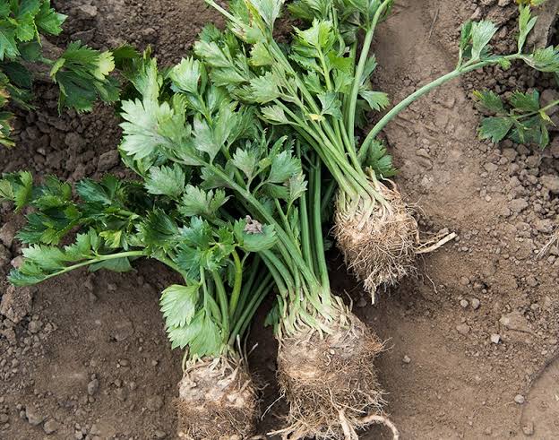 MORADUNNI's tweet image. All vegetables available in painters and packs
Parsley 1000n
Celery 1000n
Leak onions 1000n
Kale 1000n
Raddish 1000n
Rosemary 1000n
Broccoli 🥦 800 per 1
Cauliflower 800 per 1
Cabbage 500 naira
Carrots painter 4500 naira
Location:Jos
Delivery Nationwide
#lockdown Dagrin