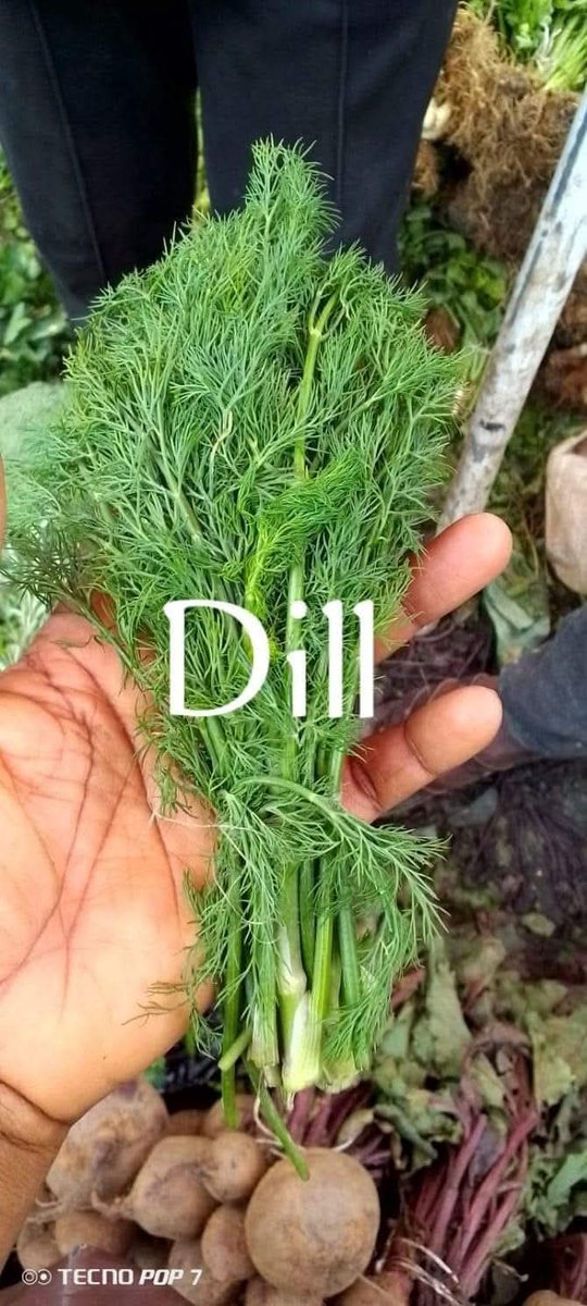 MORADUNNI's tweet image. All vegetables available in painters and packs
Parsley 1000n
Celery 1000n
Leak onions 1000n
Kale 1000n
Raddish 1000n
Rosemary 1000n
Broccoli 🥦 800 per 1
Cauliflower 800 per 1
Cabbage 500 naira
Carrots painter 4500 naira
Location:Jos
Delivery Nationwide
#lockdown Dagrin