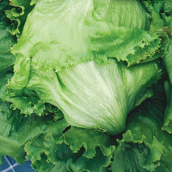 MORADUNNI's tweet image. All vegetables available in painters and packs
Parsley 1000n
Celery 1000n
Leak onions 1000n
Kale 1000n
Raddish 1000n
Rosemary 1000n
Broccoli 🥦 800 per 1
Cauliflower 800 per 1
Cabbage 500 naira
Carrots painter 4500 naira
Location:Jos
Delivery Nationwide
#lockdown Dagrin