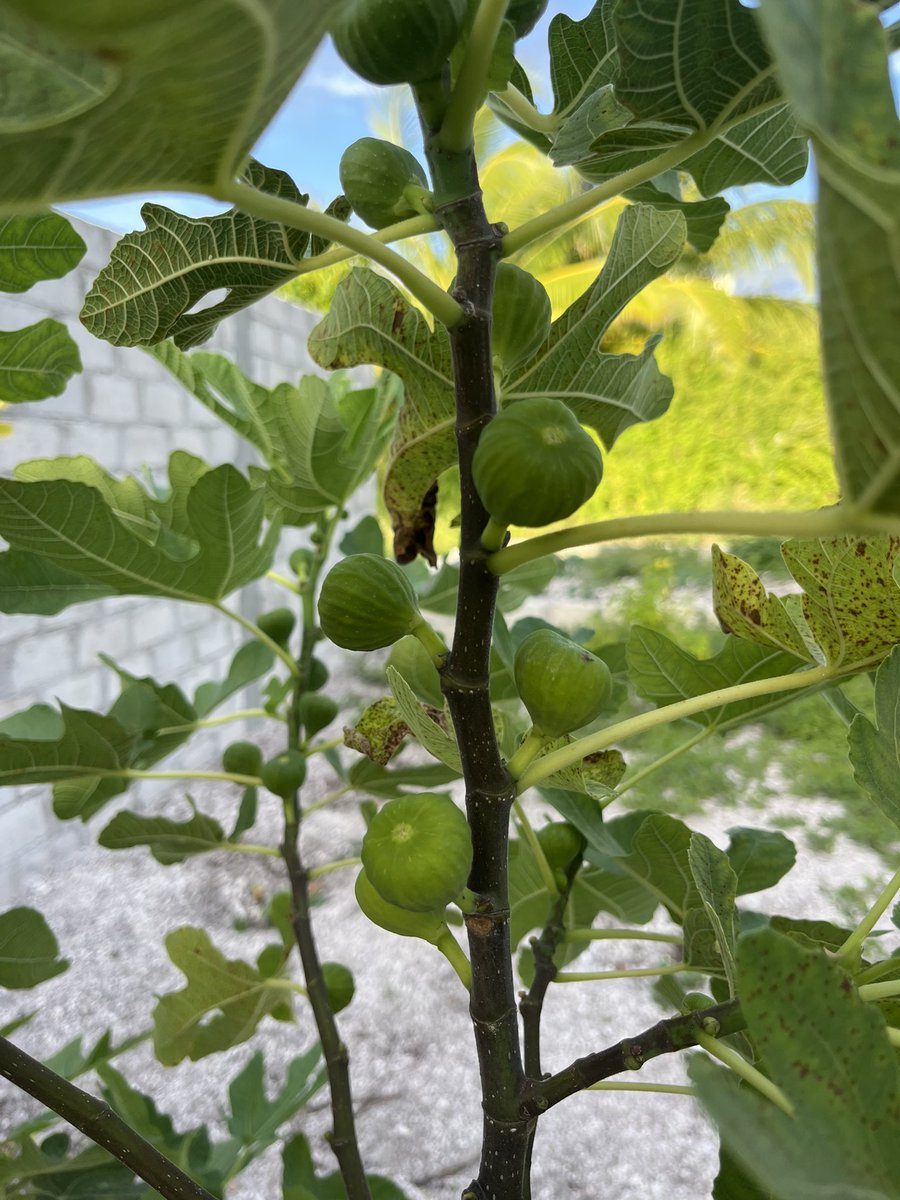 Fig from Fuvahmulah