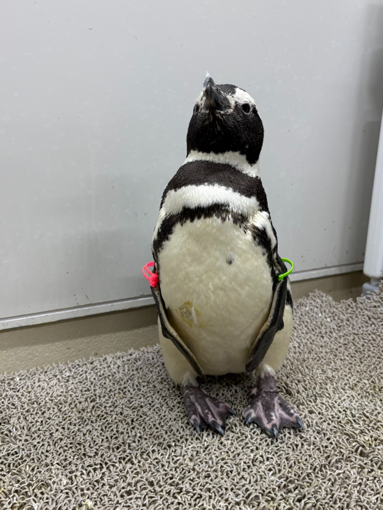 実物写真❤️ミオハルタカ好き❤️ ペンギンピアス 実物写真❤️ミオハルタカ好き❤️ ペンギンピアス - メルカリ