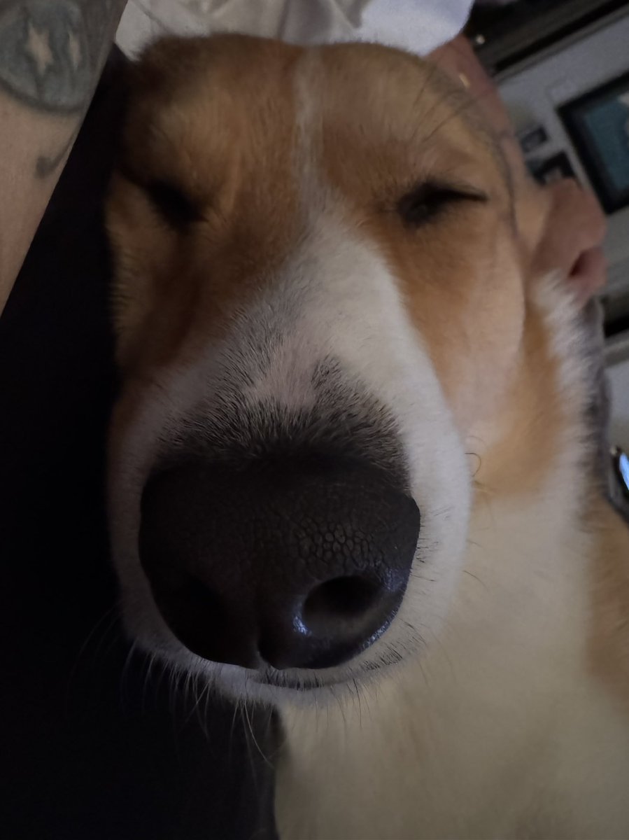 SabrinaNova1's tweet image. My man #theodorecorgivelt ❤️#snoot #corgi