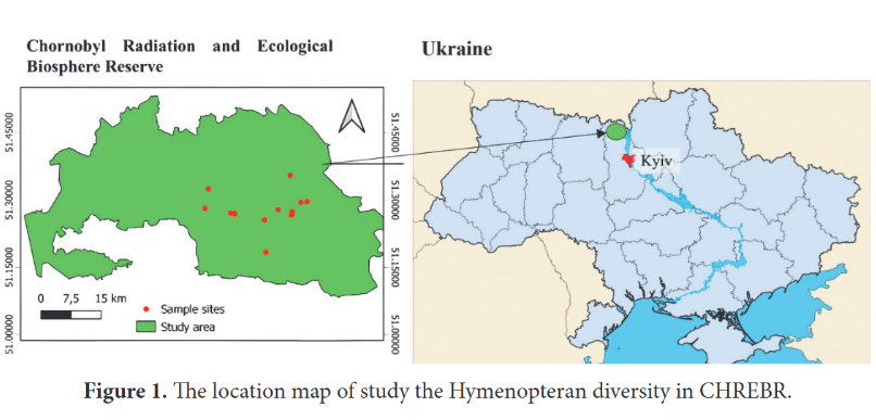 AntipaJournal's tweet photo. Researchers reveal 159 species of bees and wasps in the Chornobyl Biosphere Reserve, highlighting the area's potential for biodiversity recovery and its #conservation significance.  

🔗 https://t.co/AVwXinPqaS 

#Hymenoptera https://t.co/4euwTnK0DN