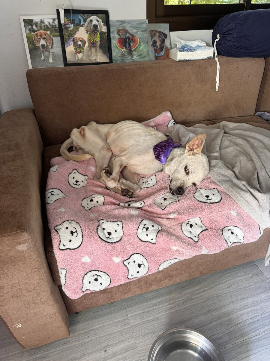 Little Alba is in the fight for her life today. 

She had a horrendous 24 hours but starting to see some hope now again.

She’s managed to stay alive for a full week now 🤞 (1/5) 🧵