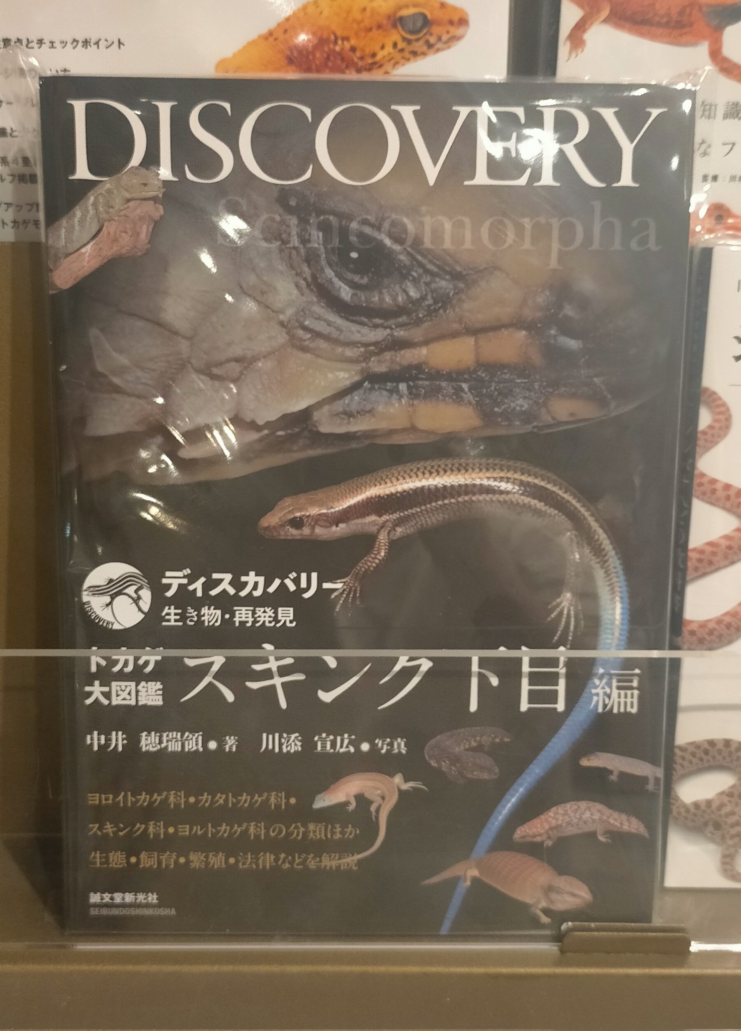 ディスカバリー トカゲ大図鑑 スキンク下目編 トカゲ大図鑑 スキンク下