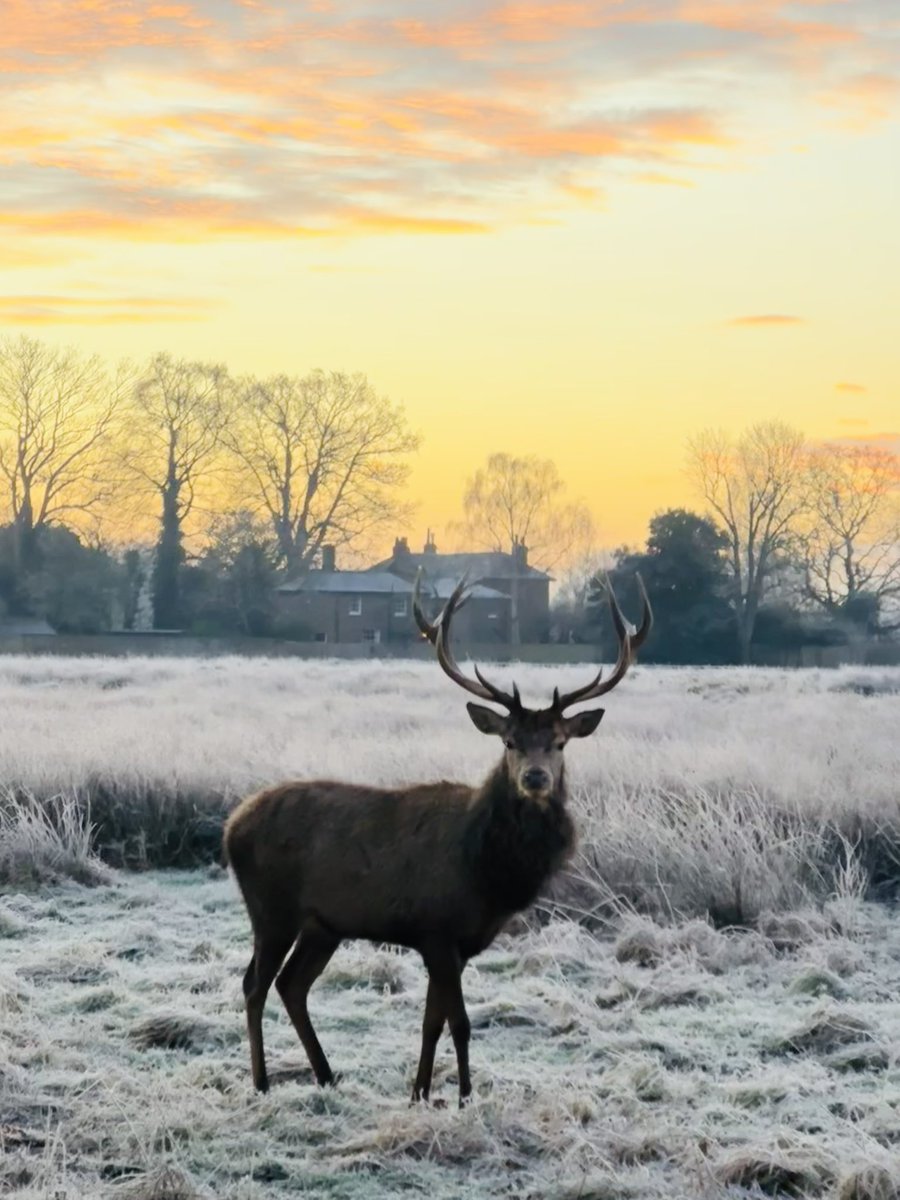 Stunning sunrise in <a href="/theroyalparks/">The Royal Parks</a> Bushy Park, Teddington. 🥶🙂