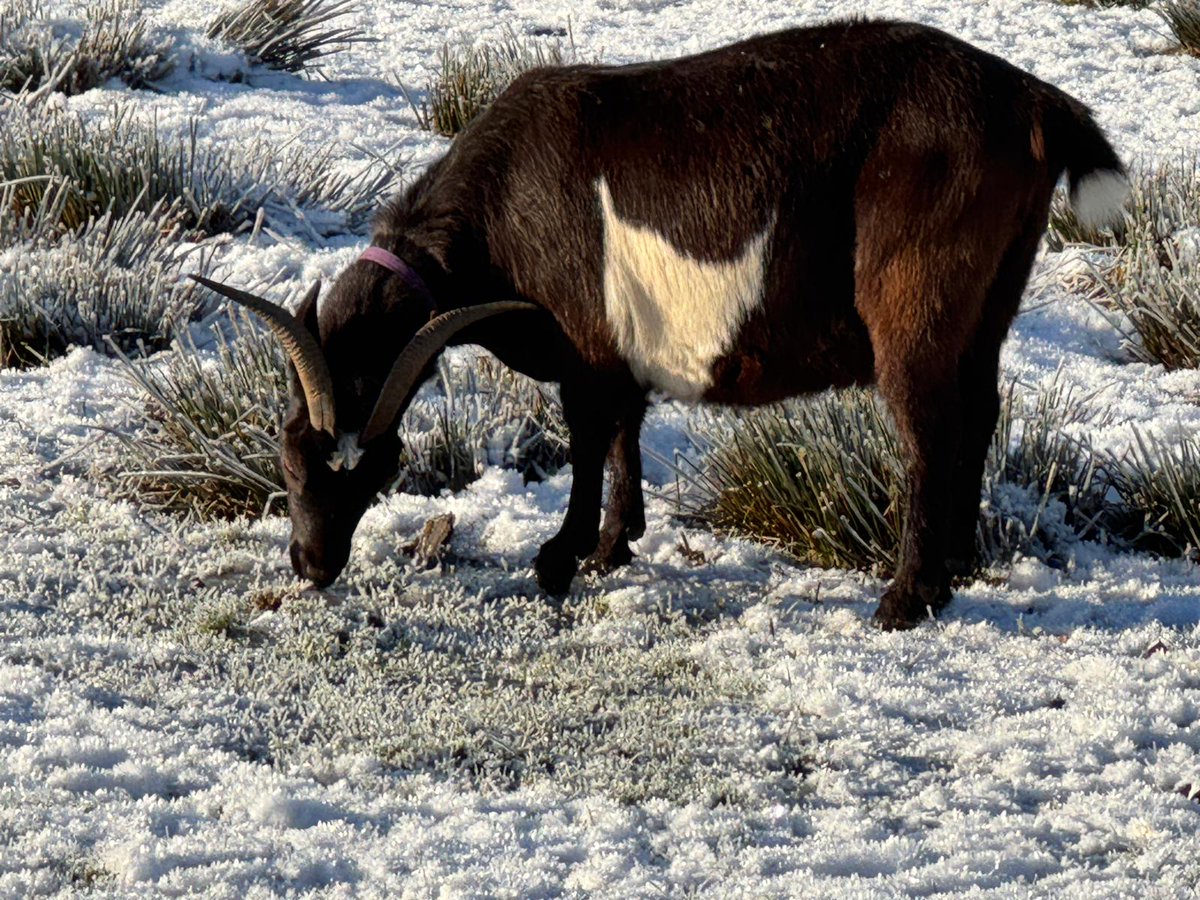 English Goat Breeders Association tweet media