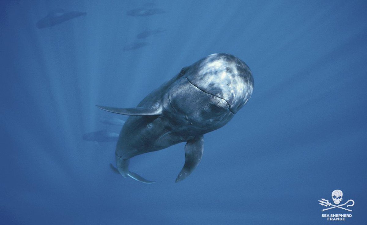 Déterminés à tuer. 

Des bateaux sont restés auprès du groupe de globicéphales toute la nuit pour s’assurer qu’ils ne repartent pas. Le massacre aura lieu sous peu. 
Le groupe de dauphins découvert hier après-midi dans la baie d’Árnafjørður, sera donc tué aujourd’hui. Tóri