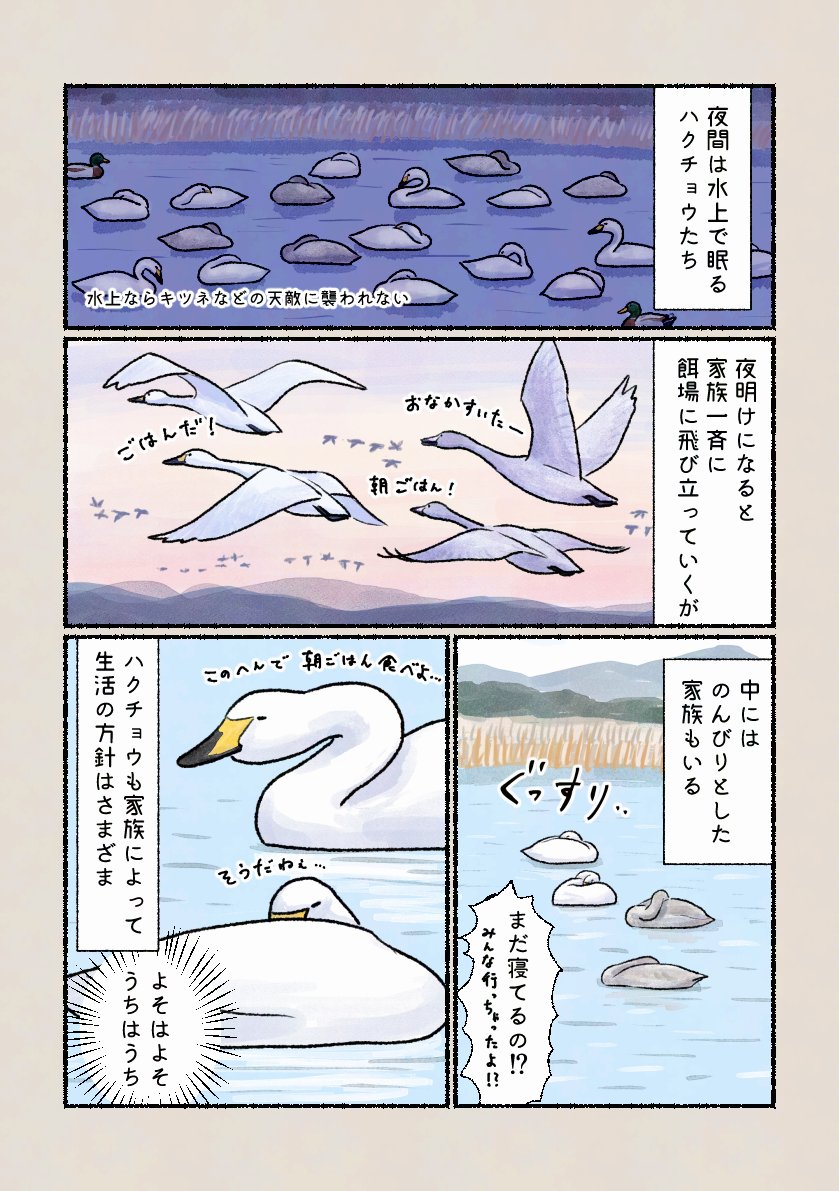 「すっかり明るいのに」
家族によって方針があるようで…?(オオハクチョウがのんびりしているイメージがあります) 