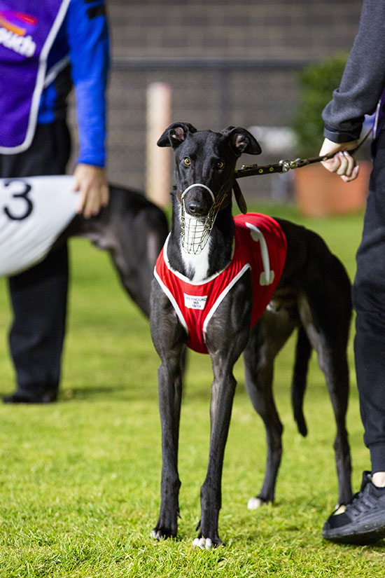 Stop Dog Racing Australia tweet media
