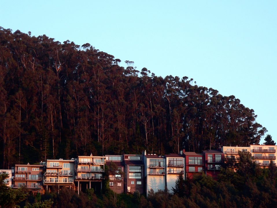 kane's tweet image. Now would be a good time to remember that every single eucalyptus tree in San Francisco is invasive and wildly flammable, but the city has been blocked from culling them by busybodies like the @SierraClubCA (who also lobbied to stop prescribed burns in Los Angeles to tragic…