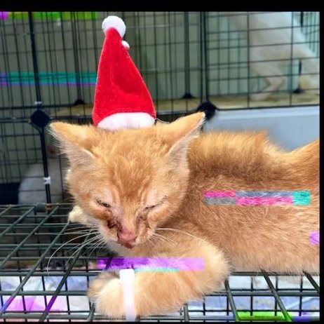 PhaedraXTeddy's tweet photo. YOU are invited 🙏
🇬🇧 #London protest against #ChineseOnlineCatTorture 
and against China's 🇨🇳disgusting holiday cat torture movie.
PLEASE COME
January 25 2025
Saturday 2PM
Leicester Square
WC2H 7LU https://t.co/2yb2Mx5InW