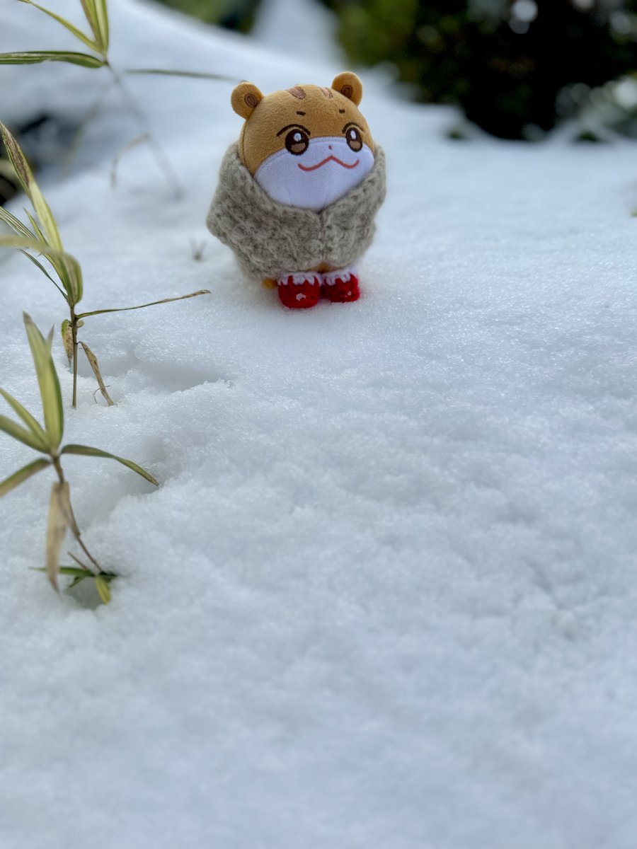 yoritiny's tweet image. 쭝라미야 눈이야