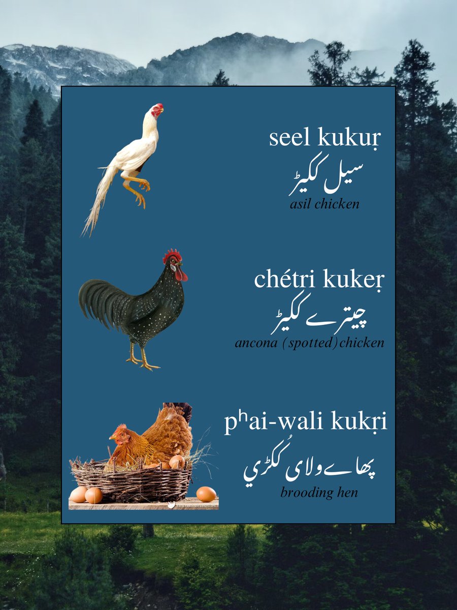 pahrimarizban's tweet photo. And that's a wrap for domesticated animals! We're going to go back to posting wild animals and their classifications. Stay tuned! 🐂🫏🐃🐄🐎🐏🐑🐐🐓

•
•
#pahari #kashmir #hindko #language #paharilanguage #ajk #azadkashmir #ajk #rawalakot #bagh #mirpur #muzaffarabad #jammu https://t.co/N2WtxX3LhD