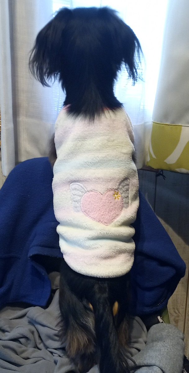 窓から眺めるのが好きなのだ🐶
後ろ姿が可愛い(親バカ😅)
#ミニチュアダックス #カニヘンダックス #犬好きさんと繋がりたい