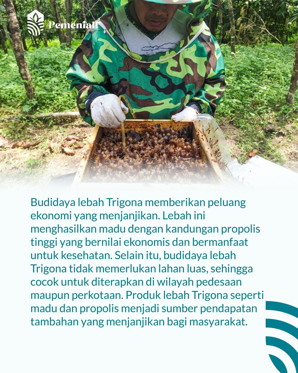Swasembadaa's tweet image. Tahukah kamu ada lebah yang bernama Lebah Trigona??

Lebah ini dikenal menghasilkan madu berkualitas tinggi dengan kandungan propolis yang bermanfaat untuk kesehatan. 

#lebah #lebahtrigona #manfaat #propolis #informasi #pemeniall