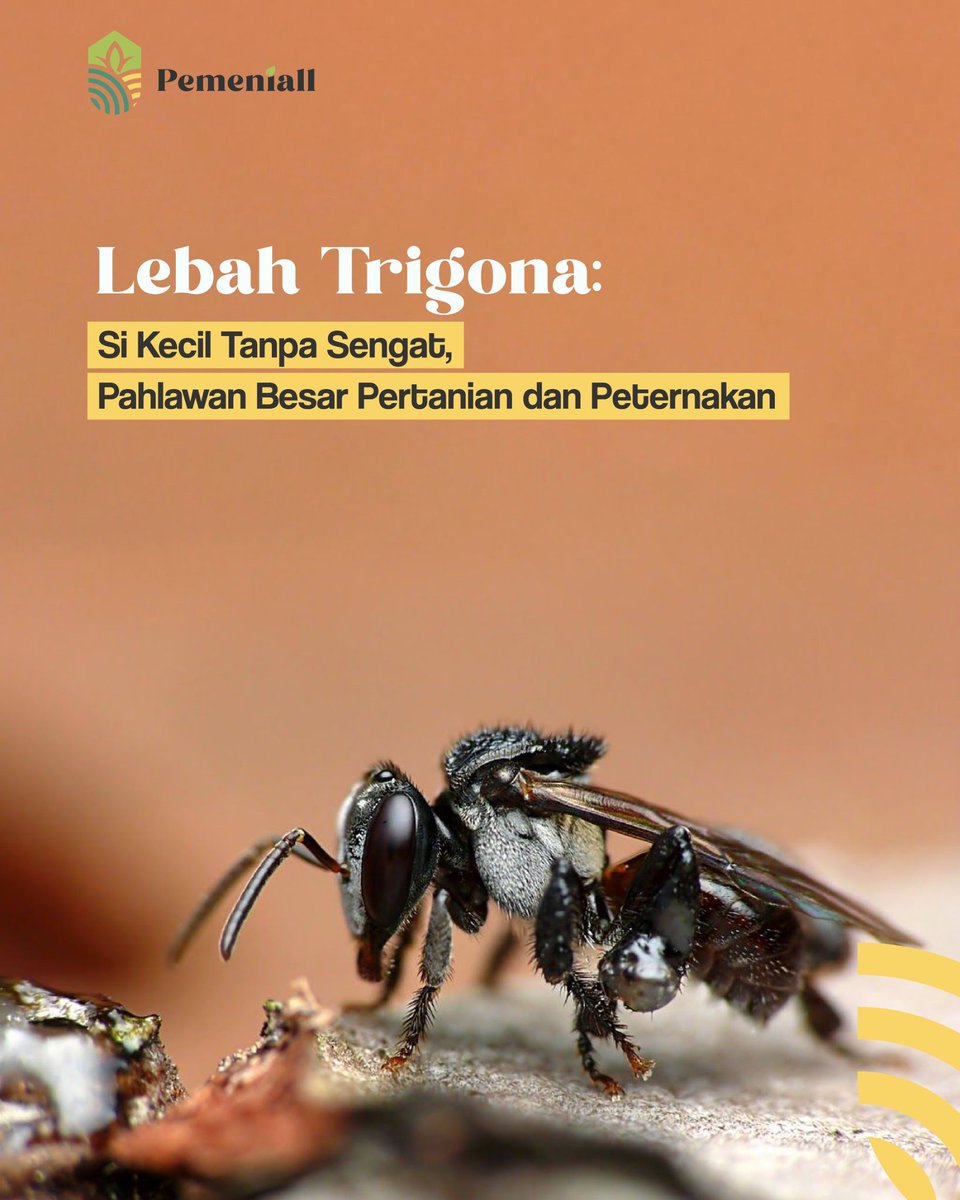 Swasembadaa's tweet image. Tahukah kamu ada lebah yang bernama Lebah Trigona??

Lebah ini dikenal menghasilkan madu berkualitas tinggi dengan kandungan propolis yang bermanfaat untuk kesehatan. 

#lebah #lebahtrigona #manfaat #propolis #informasi #pemeniall