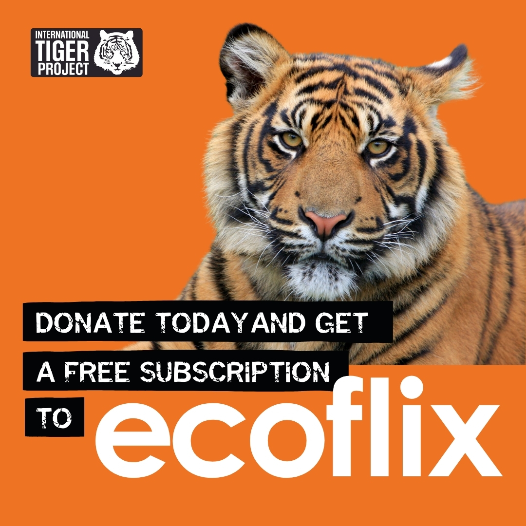 IntTigerProject's tweet image. We have something special! Donate $47.99 to the International Tiger Project and get a free year of Ecoflix! Access unlimited wildlife films and shows. 🔗 ow.ly/mO5o50UvKhF