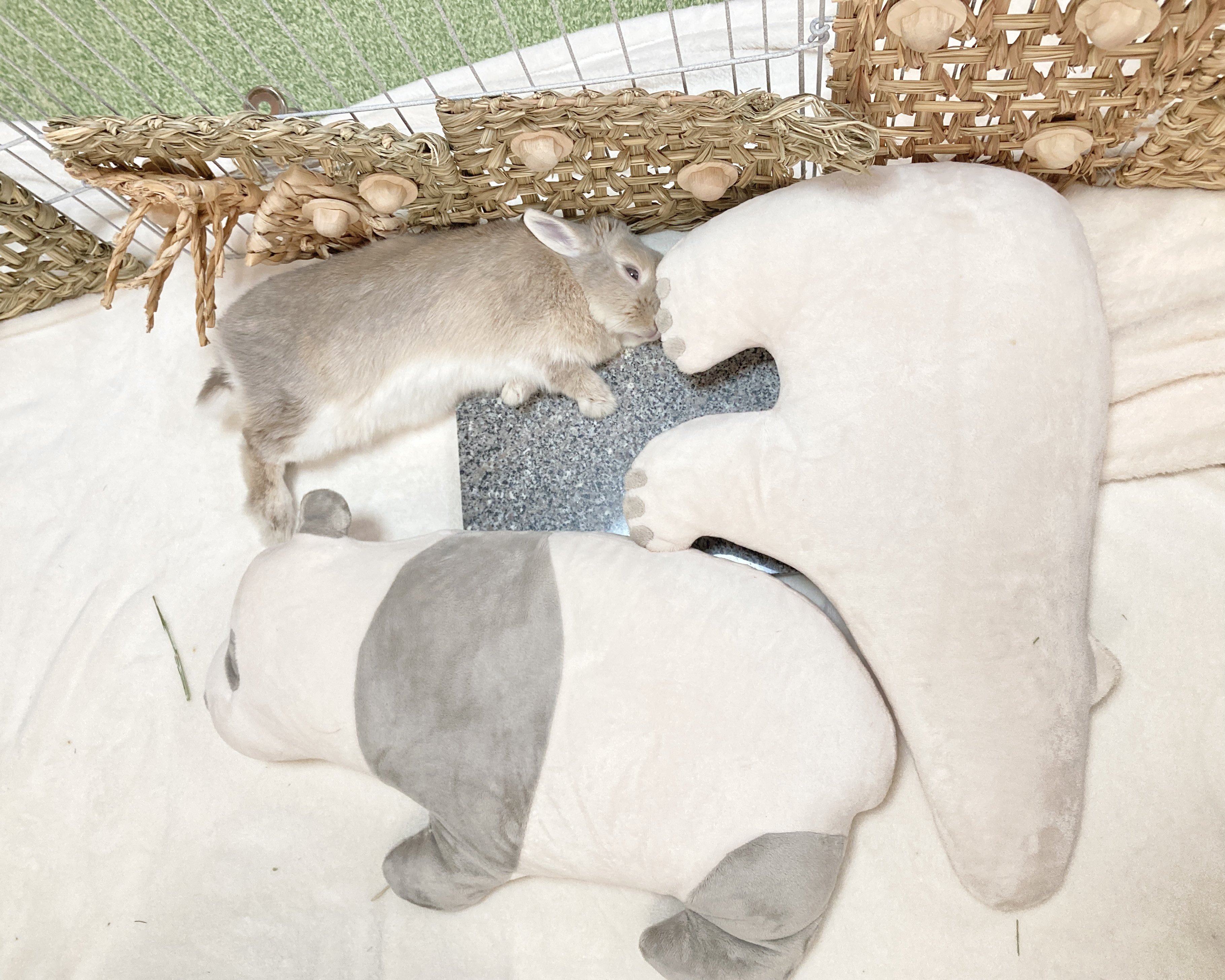きなこ(呟き主:とん) on X: きなこ(呟き主:とん) on X: