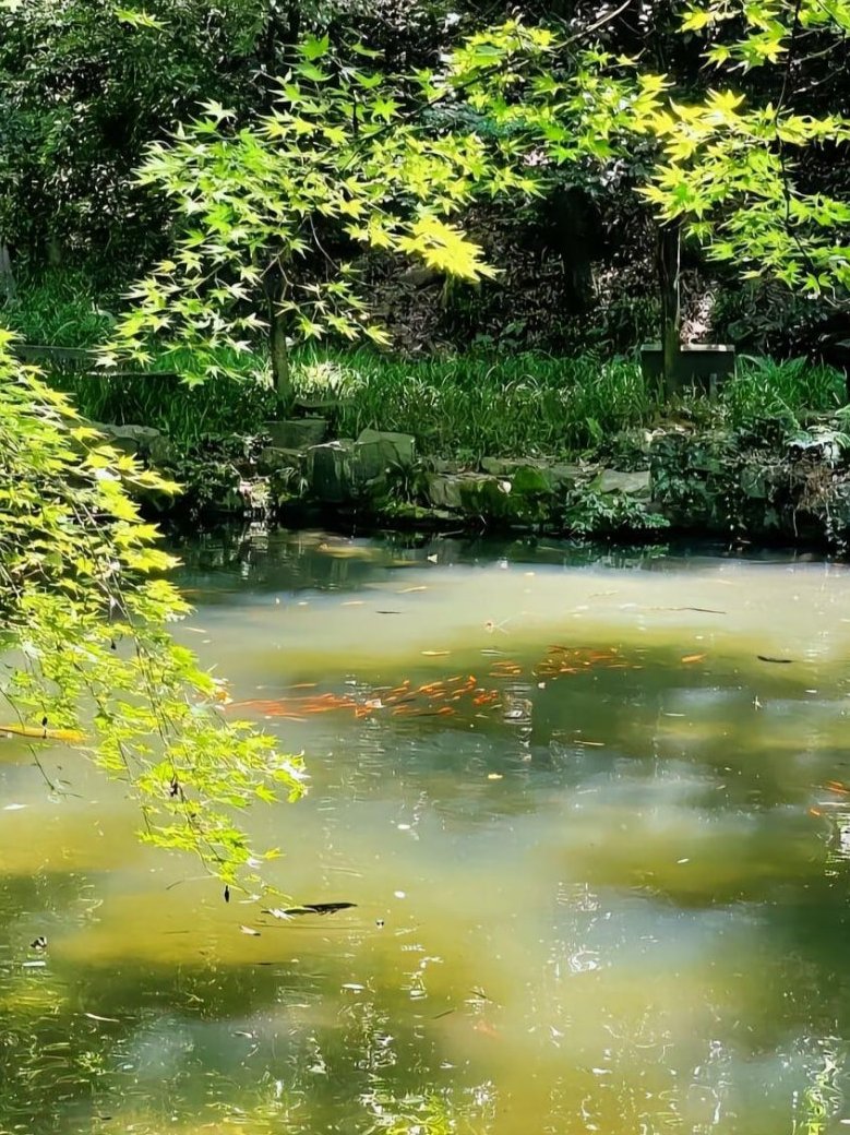 The lake is shimmering, surrounded by green trees, fish are playing in the water, and you can quietly enjoy the beauty of nature.
