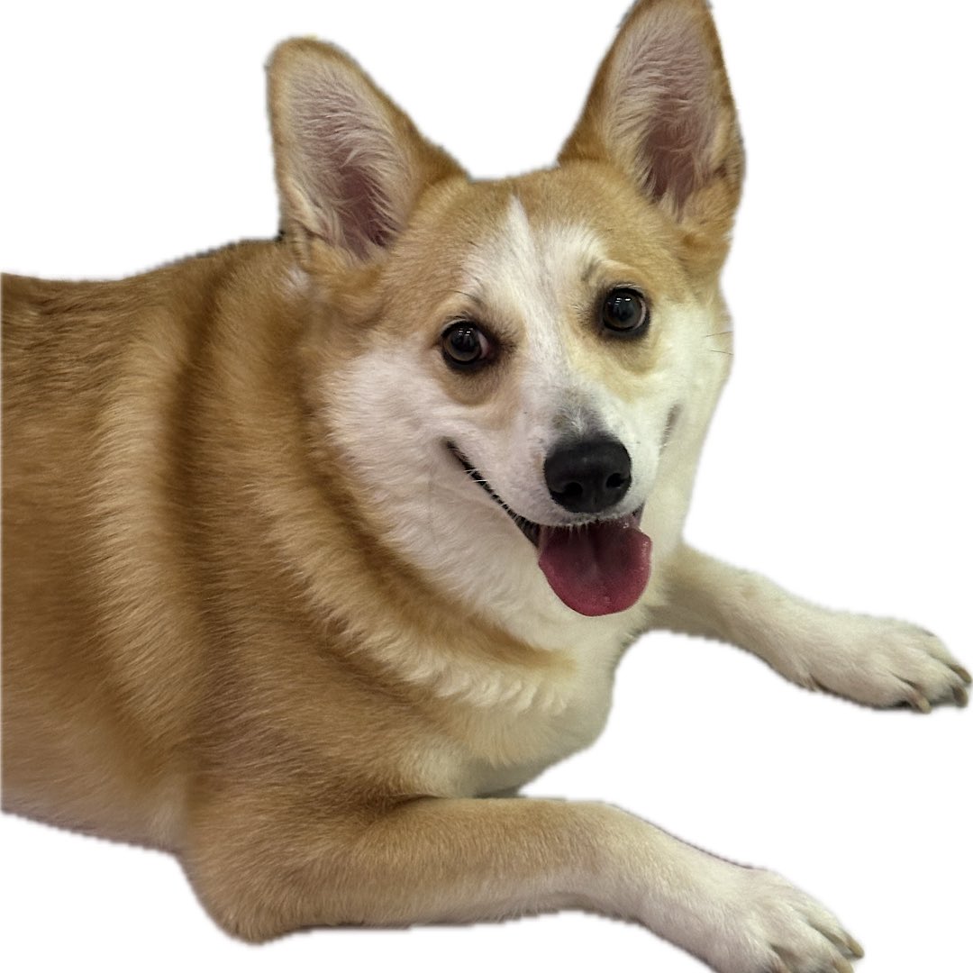 Longpett's tweet photo. World's First Long-Legged Welsh Corgi Pet Meet the lovely memecoin #meme #LPETT #dog #DOGE #BabyDoge https://t.co/mkgkNUTeWz