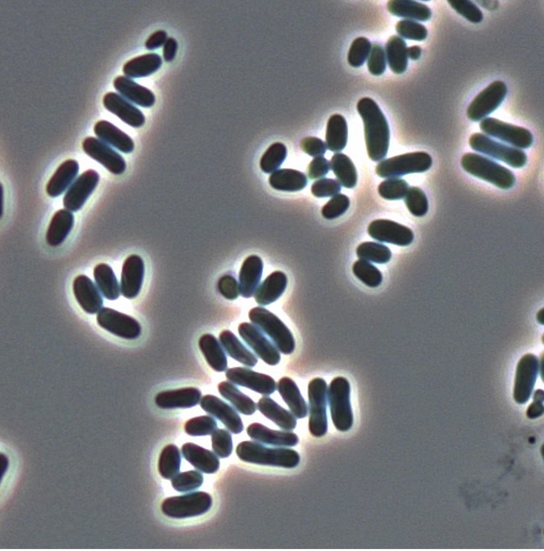 Leibniz-Institut DSMZ (@leibniz_dsmz_en) on Twitter photo Mikrobe des Jahres 2025: Corynebacterium glutamicum
Dieses Bakterium kann mehr, als Glutamat zu produzieren 😎 Deshalb hat die <a href="/VAAM_Microbes/">VAAM - Vereinigung f. Allg. u. Ang. Mikrobiologie</a> ihm nun diese Auszeichnung verliehen.
Mehr Infos gibt’s hier: tinyurl.com/28jtma4p
📷 DSM 20300/DSMZ Mikrobe des Jahres 2025: Corynebacterium glutamicum
Dieses Bakterium kann mehr, als Glutamat zu produzieren 😎 Deshalb hat die <a href="/VAAM_Microbes/">VAAM - Vereinigung f. Allg. u. Ang. Mikrobiologie</a> ihm nun diese Auszeichnung verliehen.
Mehr Infos gibt’s hier: tinyurl.com/28jtma4p
📷 DSM 20300/DSMZ
