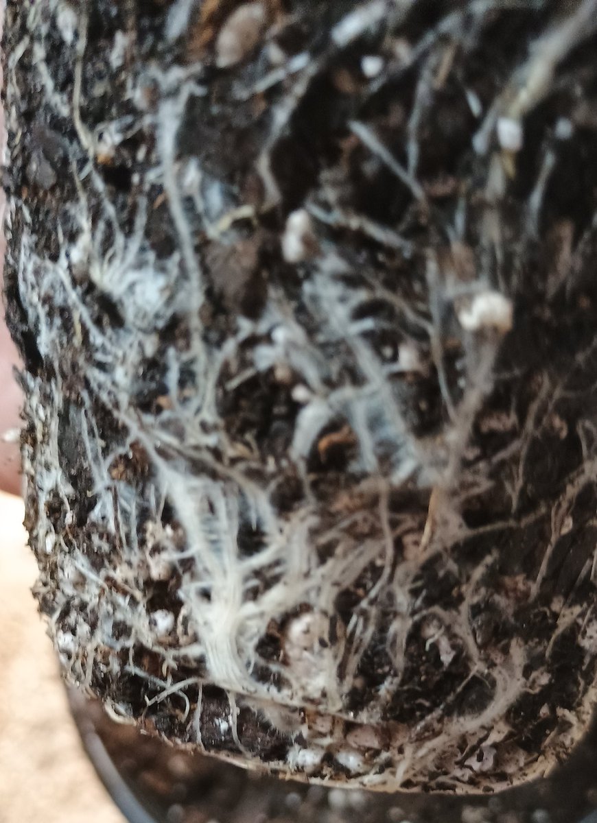 DjVisionaire tweet media