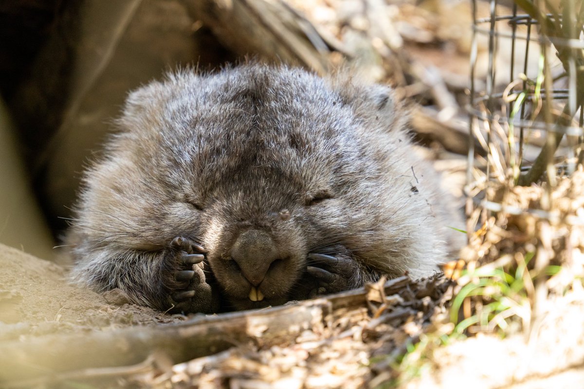 夏季のウォンバット島はウォンバットが全然いないと聞いてたんだけど、ブッシュを覗けばお昼寝してる子がたくさん。これはこれで楽しい🥰