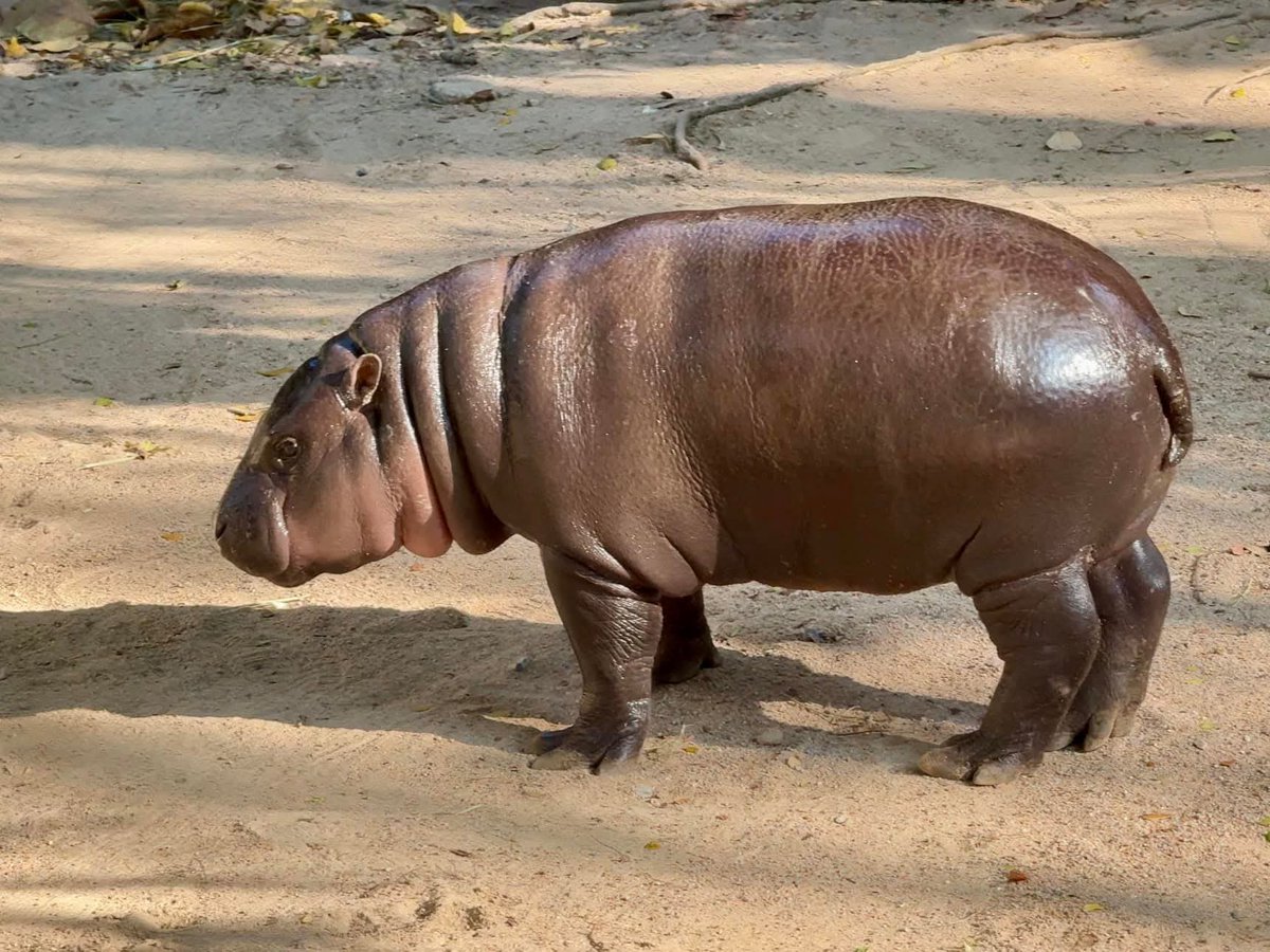 สวนสัตว์เปิดเขาเขียว Khao Kheow Open Zoo tweet media