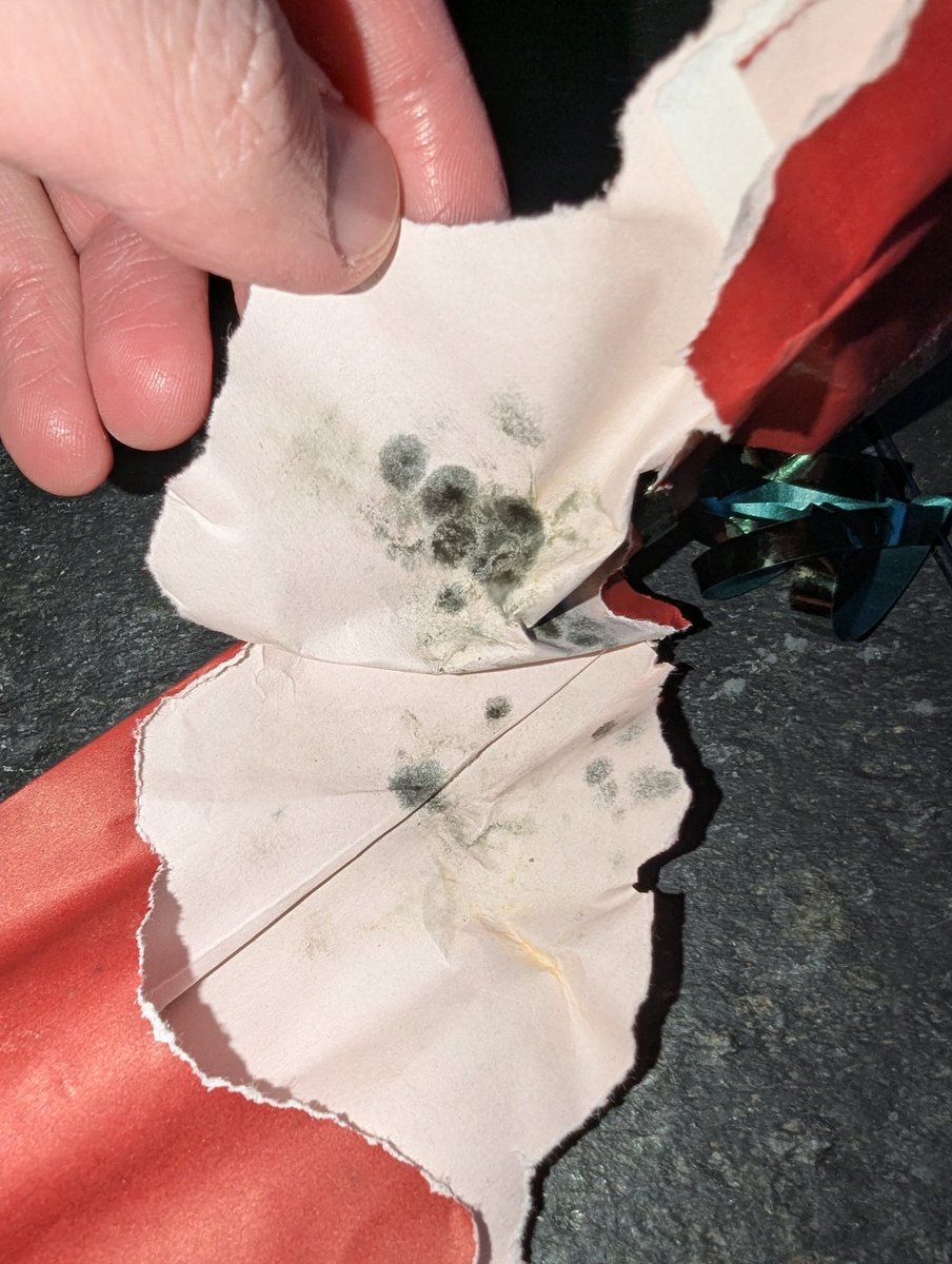 TheKuDaddy's tweet photo. Here's a fun update — there's mold everywhere. This was definitely sitting on Canada Post's dirty, wet warehouse floor during the entirety of the strike. Again, completely unacceptable, and Canada Post needs to take accountability. https://t.co/4GxOJHk4So