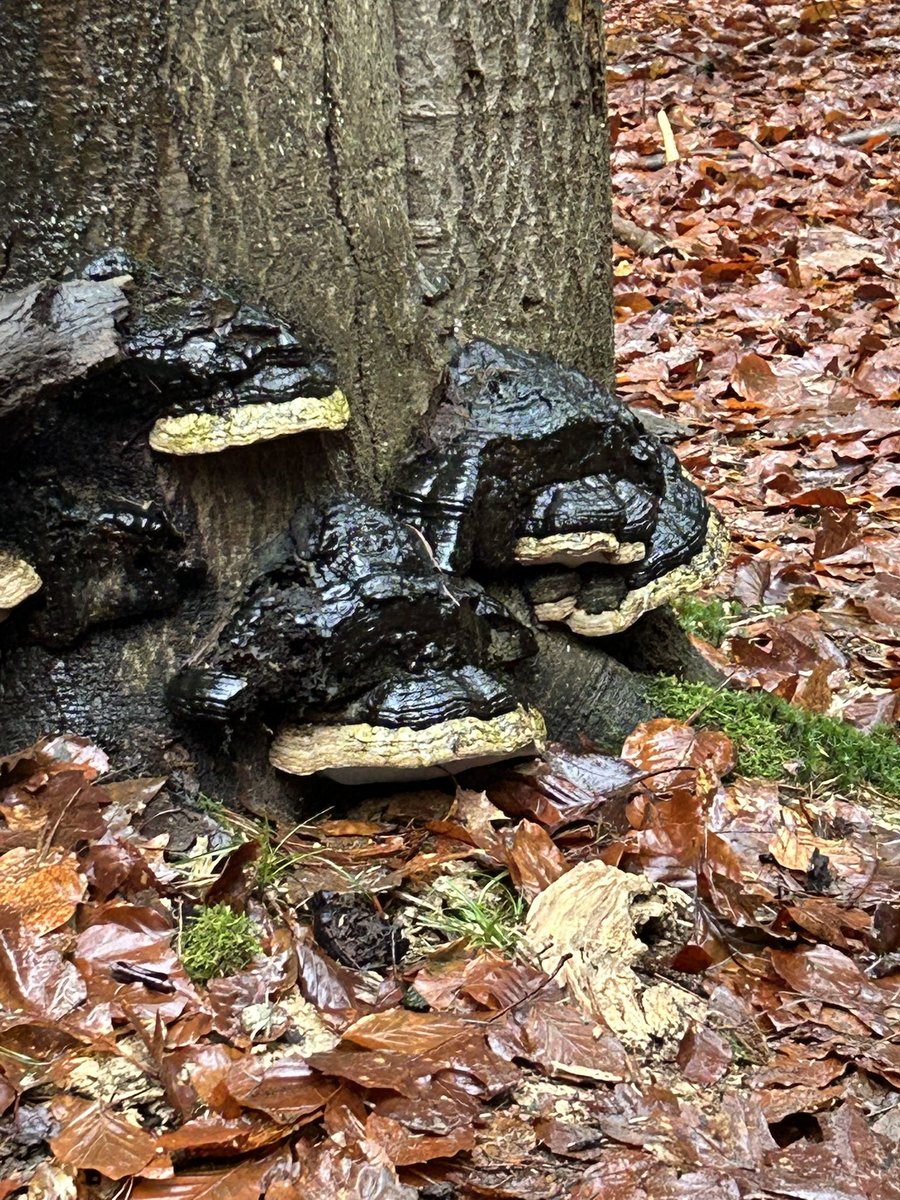 Klonterende tonderzwammen 
laven zich aan verzwakt hout,
wat heet: liefst aan dode stammen,
een koud kunstje, goedbeschouwd.
#dagdicht