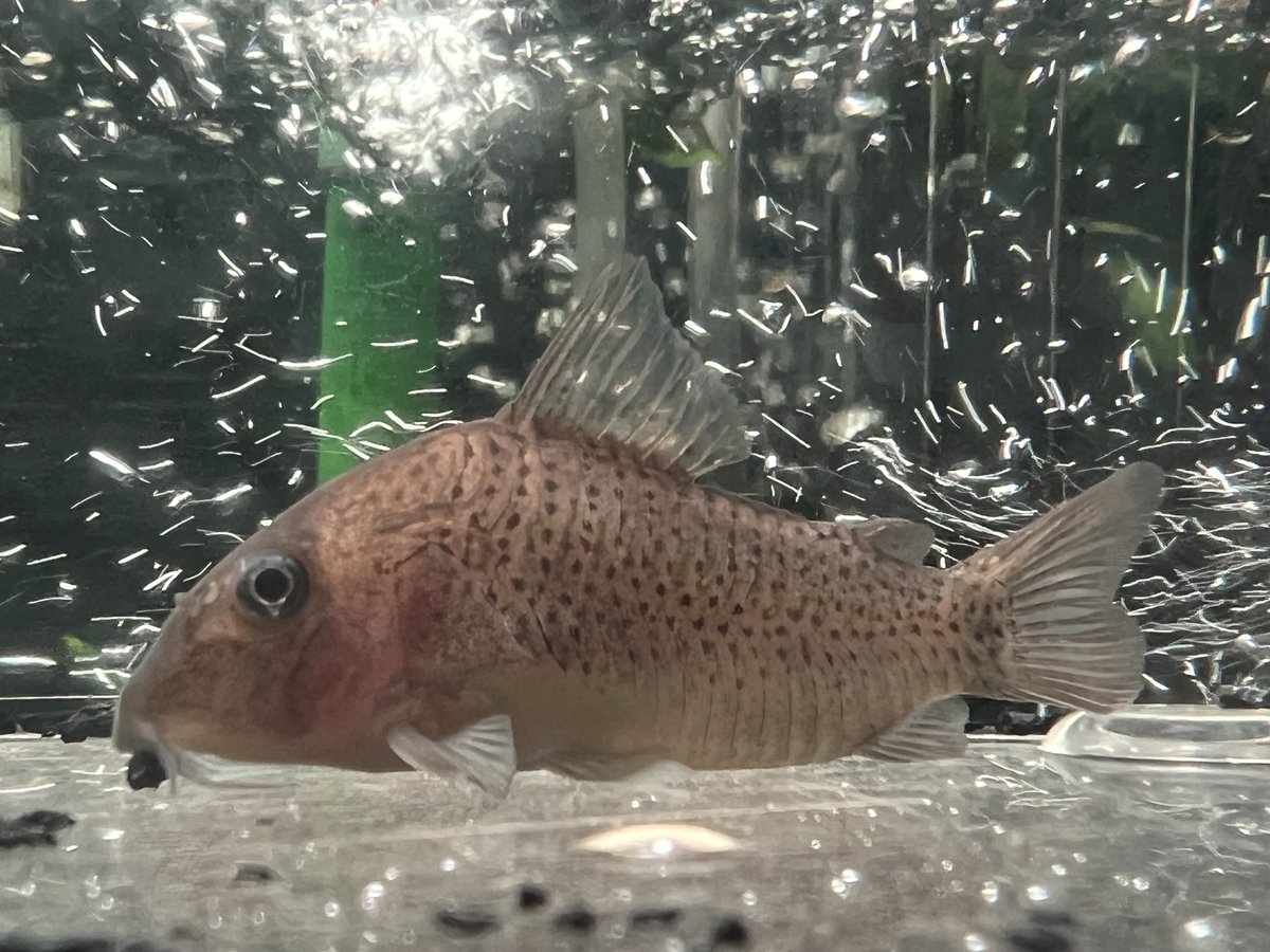 hiro60106260's tweet image. 今日は休みで水換えデー
水換え途中で数ヶ月ぶりにあの店へ🍜

今年最初のお迎え個体はやっぱりコリドラス。
素敵なスポット😍

＃improv.
＃ペスカドール