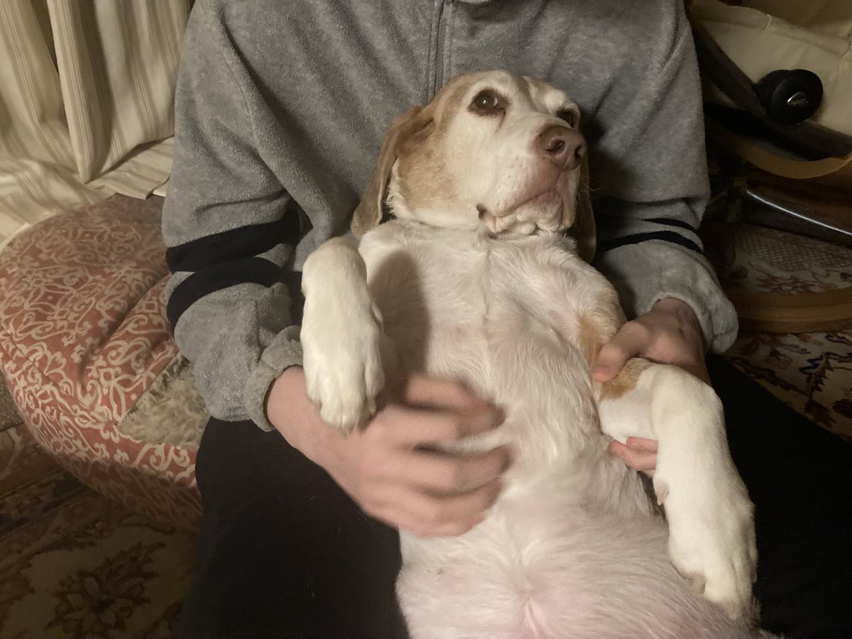 More tummy rubs human! #beagle