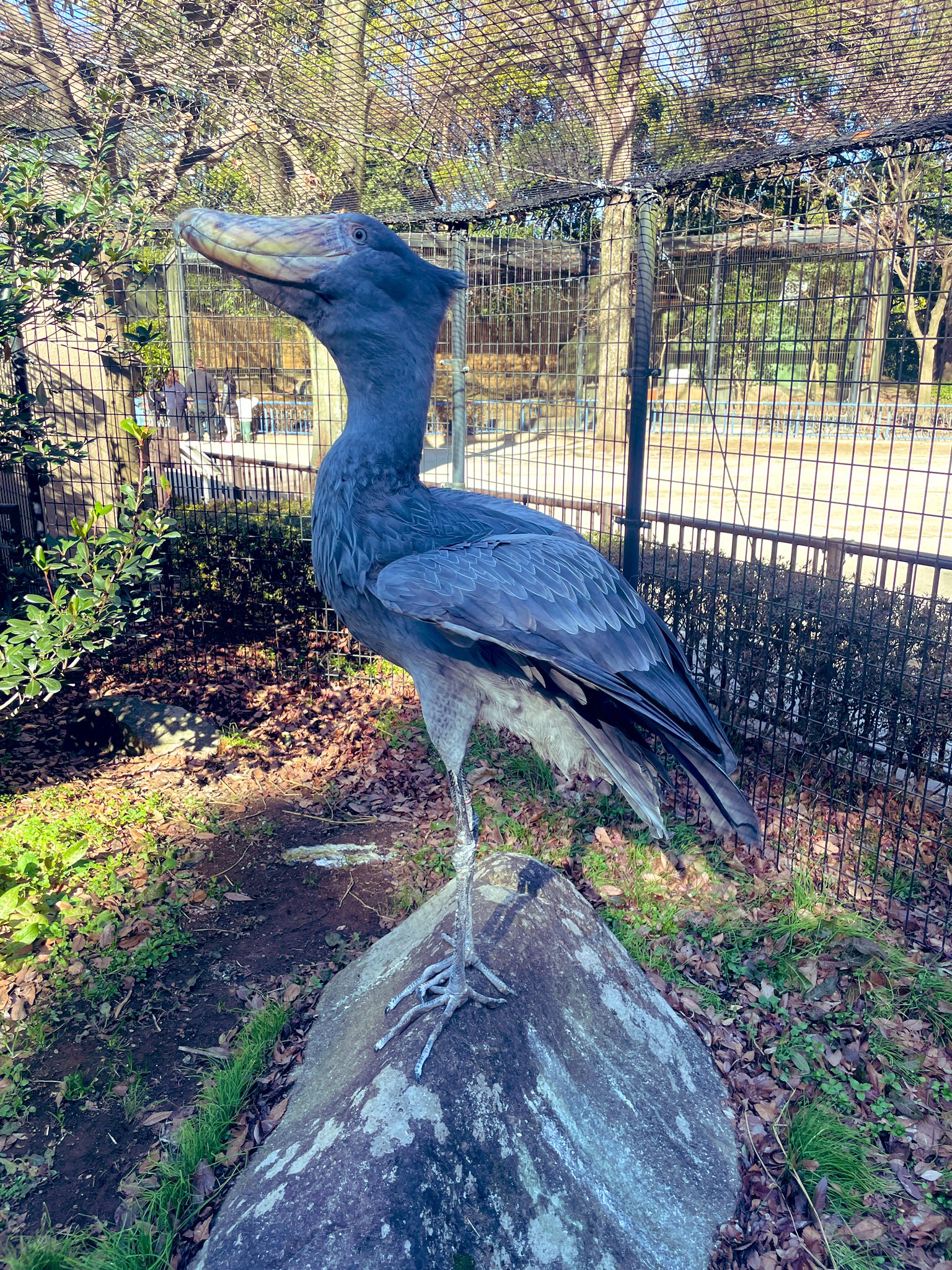 千葉市動物公園【公式】 on X: 