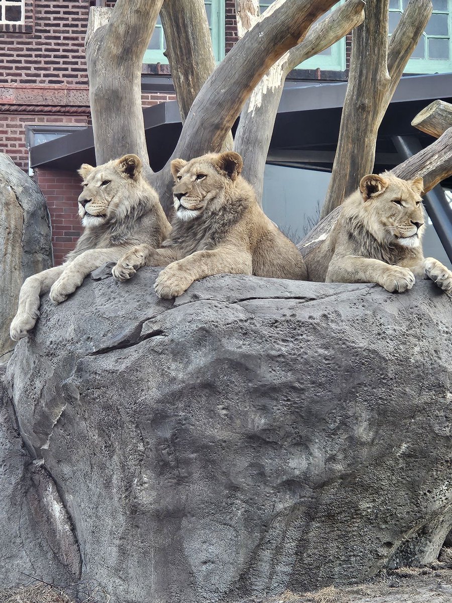 <a href="/lincolnparkzoo/">Lincoln Park Zoo</a> Happy birthday boys! 🥰