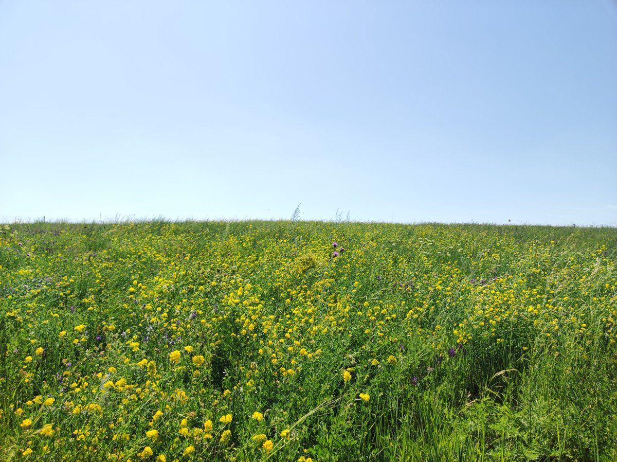 If you want to improve forage production, you need more legumes in pastures. Here found restored legume acts as a “nurse” to facilitate plant compensatory growth and biomass production in mown grasslands. doi.org/10.1007/s13593…