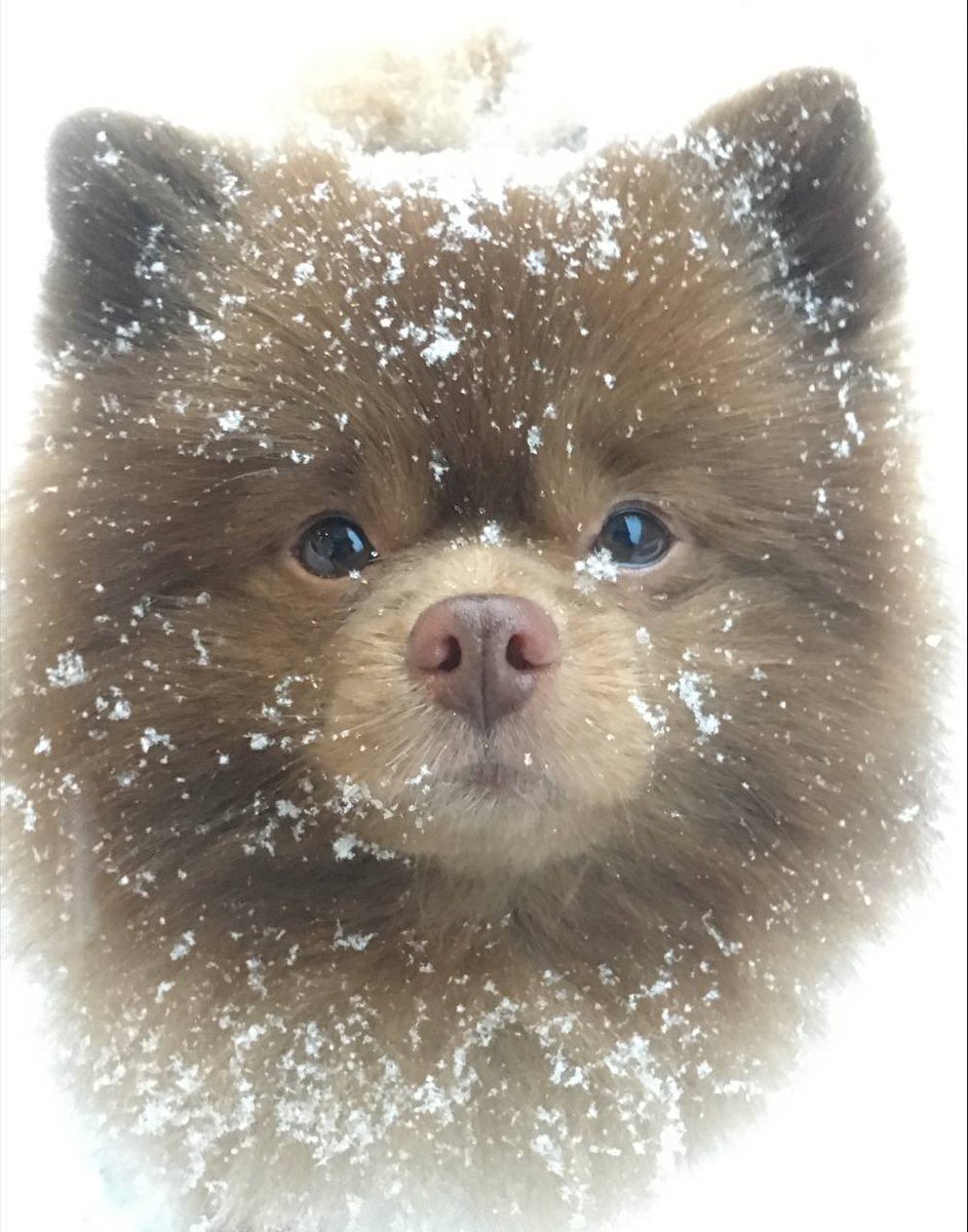 phonoodz's tweet photo. @kucoincom @lofitheyeti KuCoin web will $BERT land? He also likes exploring the icy world!!

@bertcoincto https://t.co/hHJuZiV0do