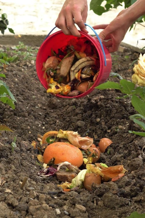 BellTowerTools's tweet photo. Maximize your garden’s potential! 🌱
Adding compost to your soil improves nutrients, enhances drainage, and boosts plant growth.
Plus, it’s eco-friendly and easy to make at home! 🌿
What’s your favorite composting tip?
#GardeningTips #CompostMagic #HealthyGarden #BellTower #GreenThumb #SustainableGardening