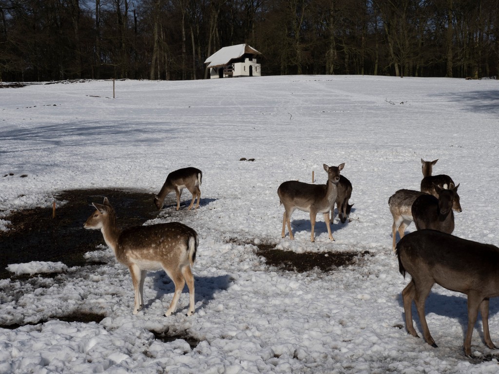 Sneeuwpret in Arnhem-Noord, 2021. De hertjes in Park Sonsbeek vermaken zich samen in de sneeuw. 

(4137-14543, J. van Dalen, CC-BY-NC-ND-4.0 licentie)