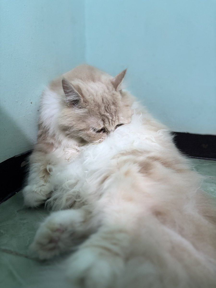 Muka-muka penjilat (badan sendiri)😋👅