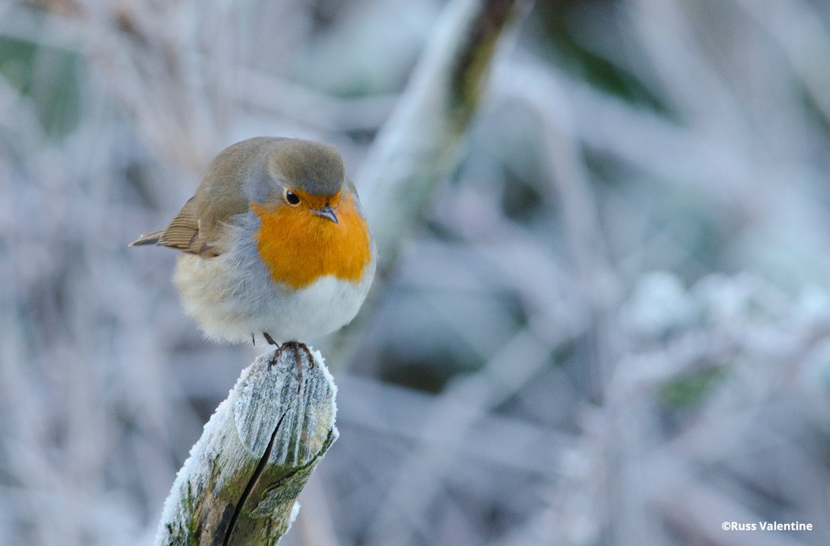 🗓️ New year, new you! 

❄️ Have you thought about organising a fundraiser to help get rid of the winter blues? 

🔗 Find out more here: hiwwt.org.uk/fundraise-wild…