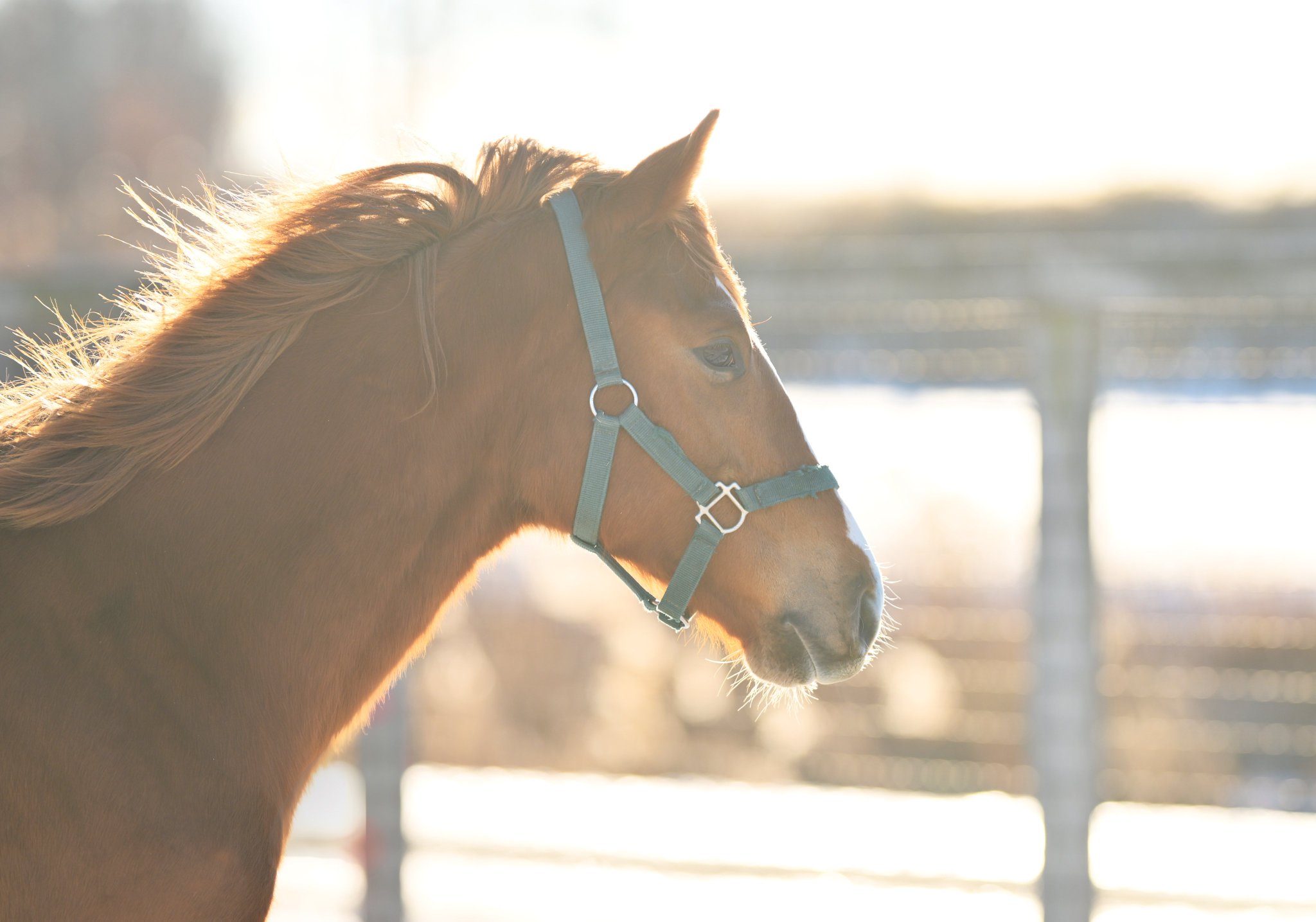 ルヴァンスレーヴ　たてがみ ルヴァンスレーヴ たてがみ 未来の競走馬に新種？ まるでアフロのよう