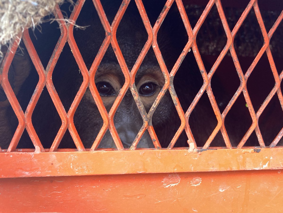 indiratendi's tweet photo. Bismillah otw pelepasliaran 5 orangutan.
Doakan lancar ya teman-teman ❤️🦧 https://t.co/HgbuNYU7JR
