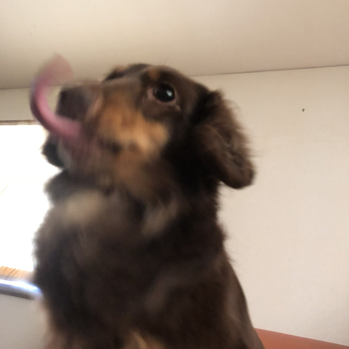 🍣はるか🍣 (@balius2_t) on Twitter photo 